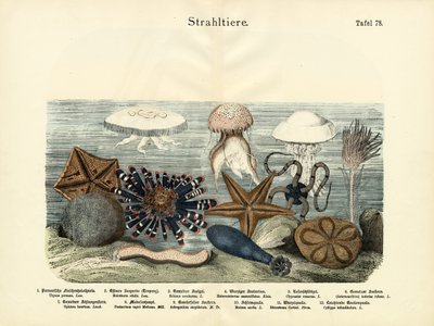 Echinoderms by German School